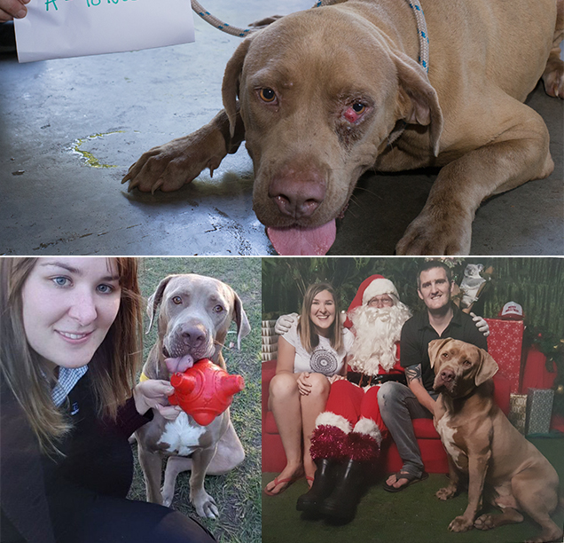 Bailey came from Glenarbon Puppy Farm investigation